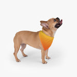 Color Gradient Pet Bandana