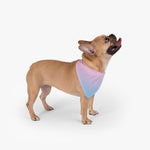 Color Gradient Pet Bandana