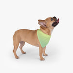 Color Gradient Pet Bandana