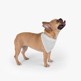 Lines Pet Bandana