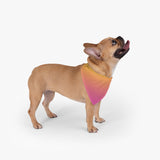 Color Gradient Pet Bandana