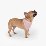 Pink Pet Bandana