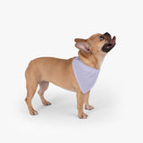 Lavender Pet Bandana