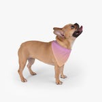 Color Gradient Pet Bandana