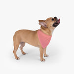 Color Gradient  Pet Bandana