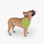 Polka Dots Pet Bandana