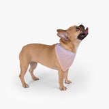 Color Gradient Pet Bandana