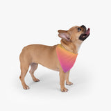 Color Gradient Pet Bandana